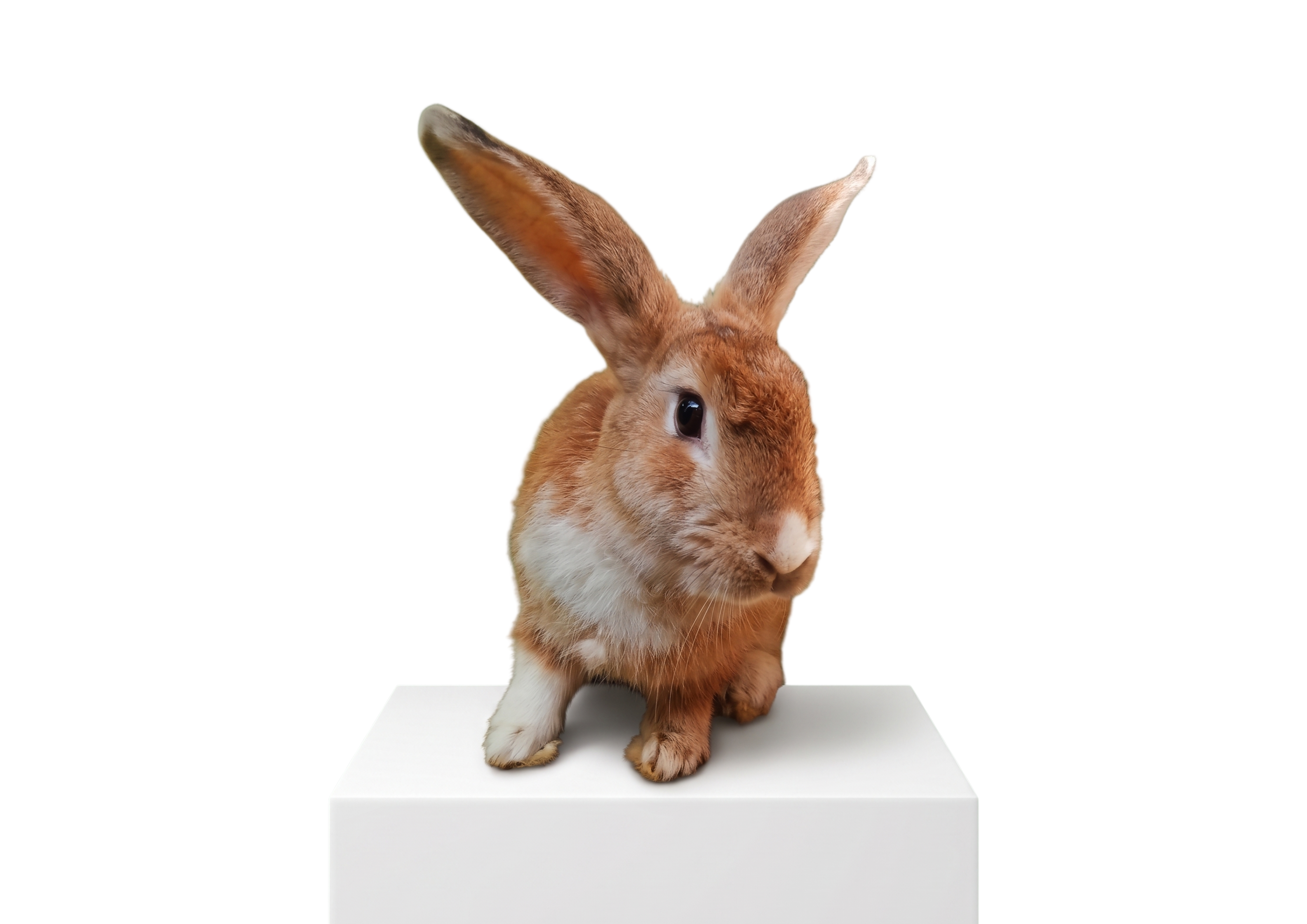Bunny 1