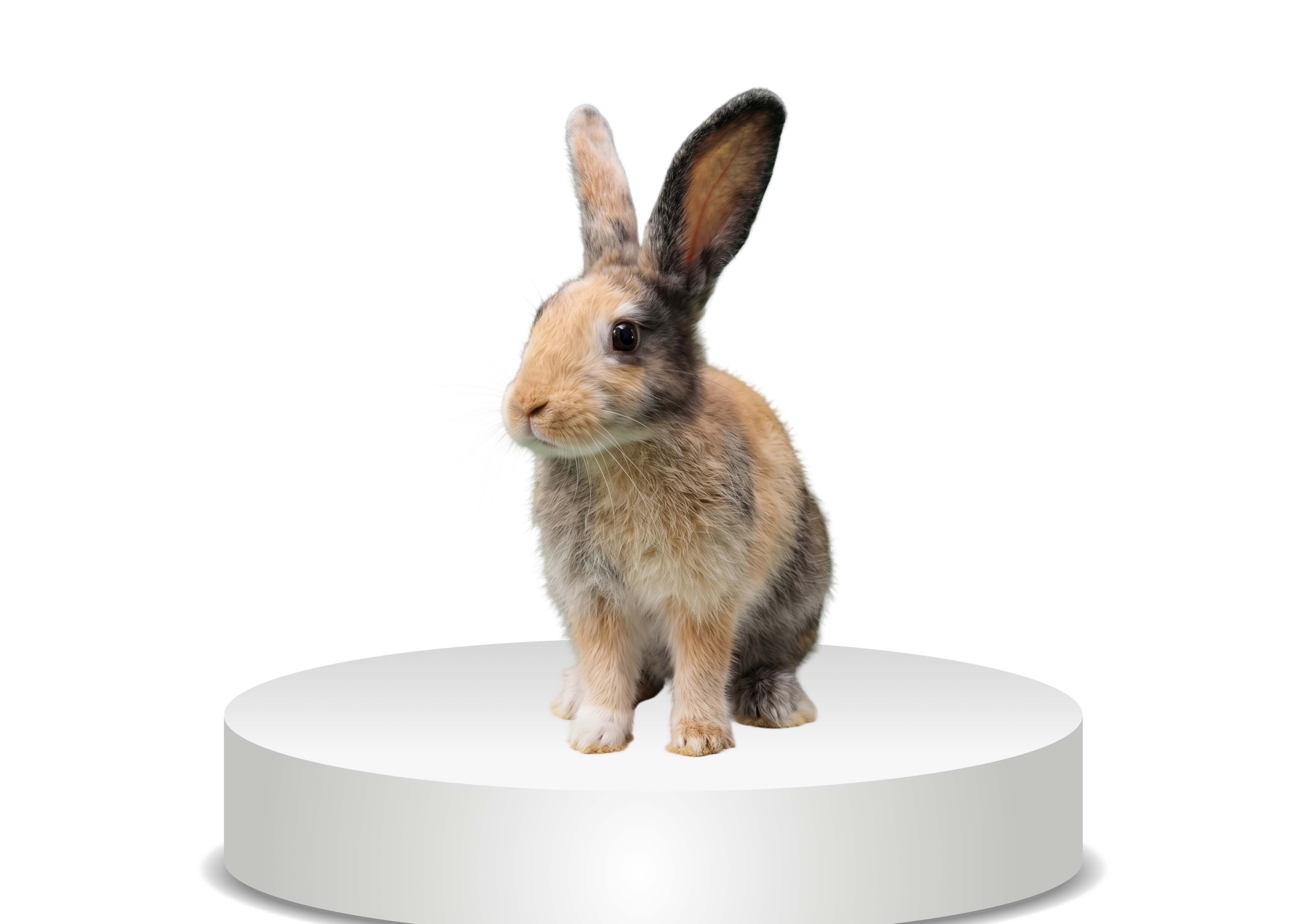 Bunny 2