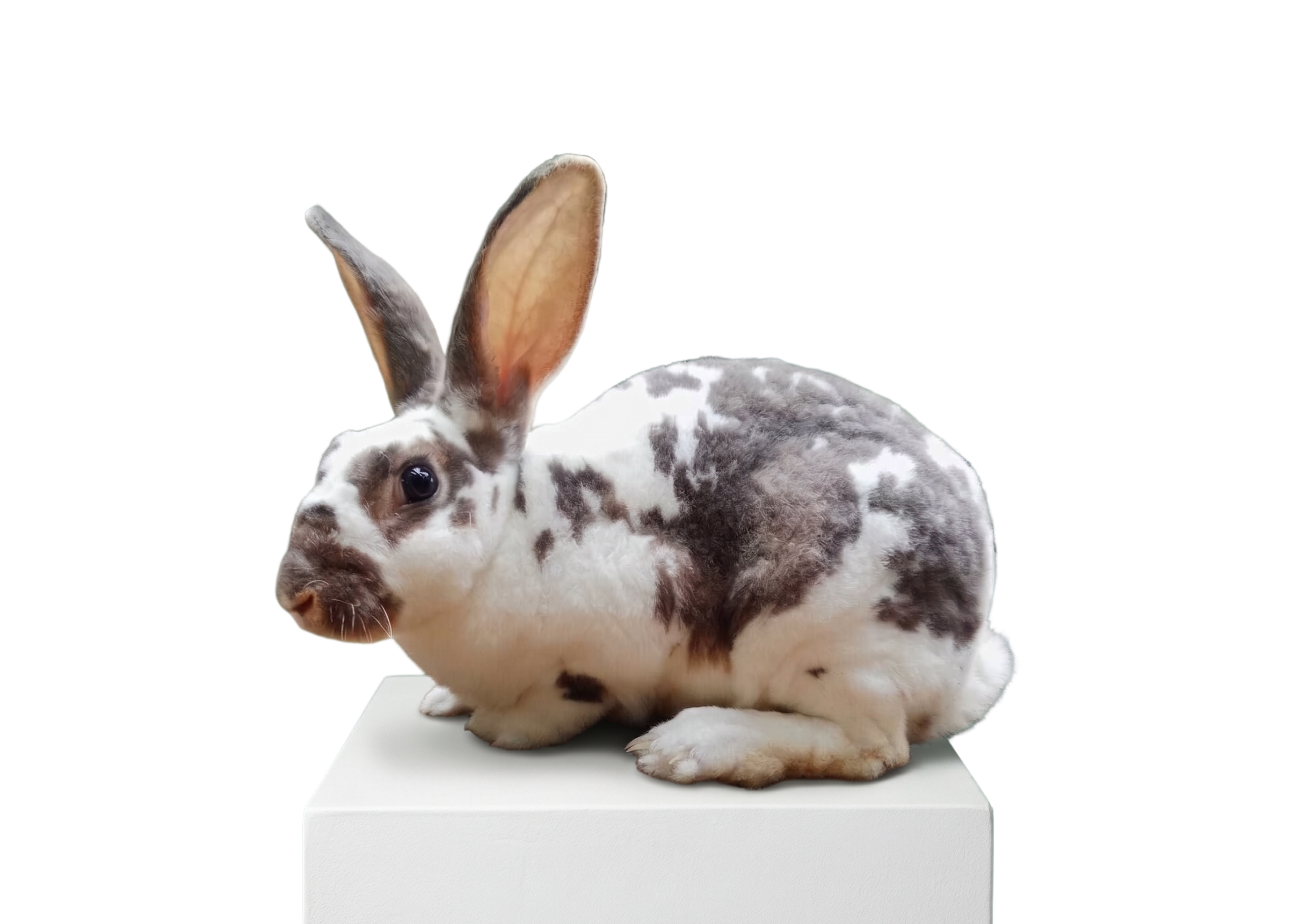 Bunny 3