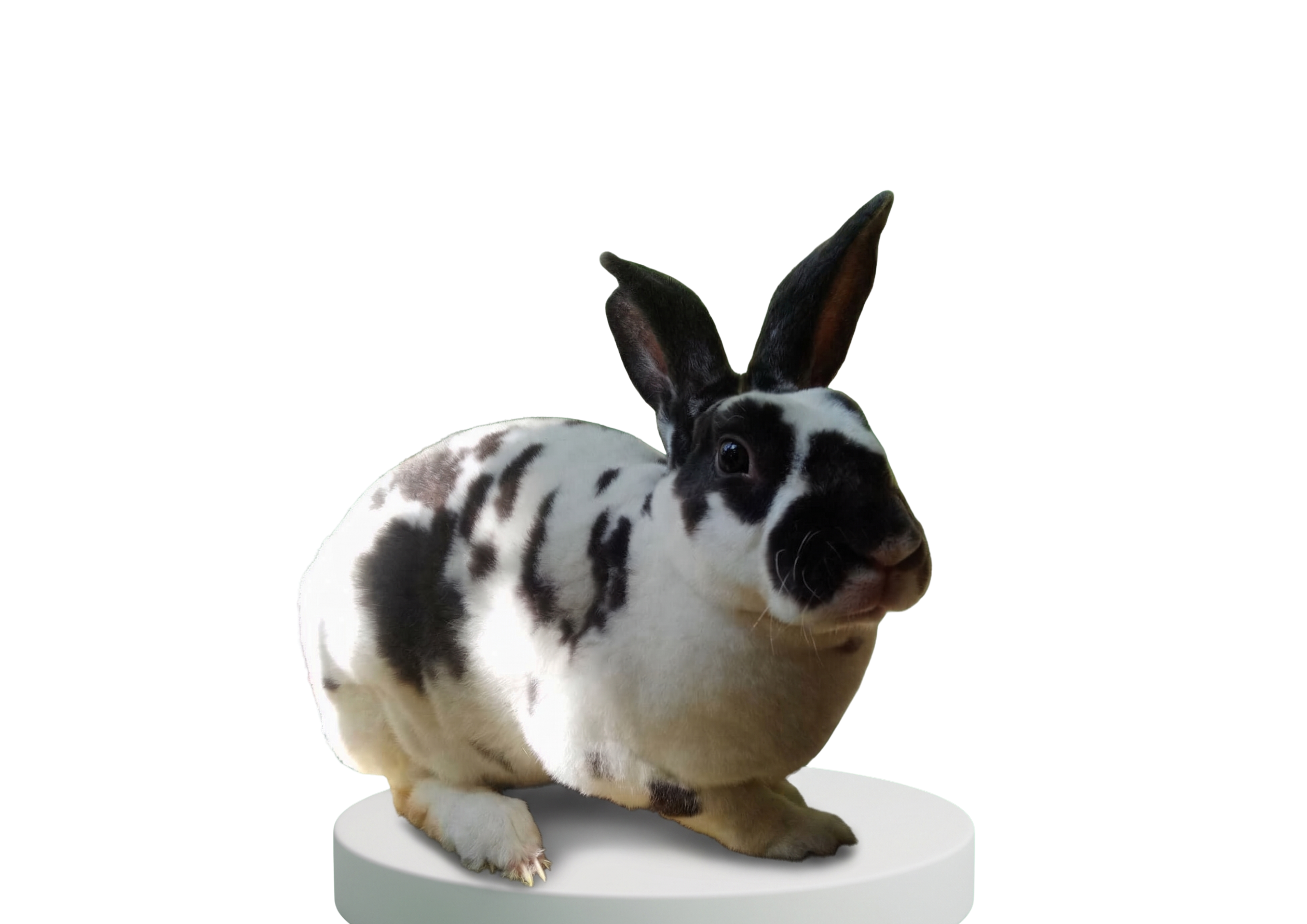 Bunny 4